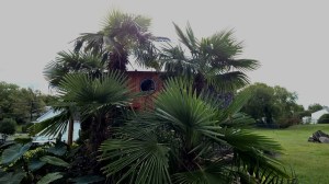 Windmill Palm trees 9