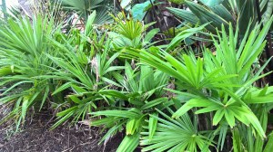 WP_20150930_09_36_48_Pro